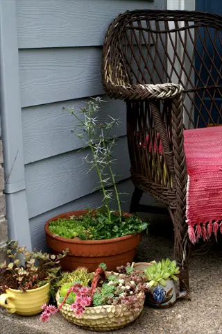 variety of sedum container plants in terra cotta pots, woven basket, and small containers on a porch beside a wicker chair with pink cushion, showcasing different colors and growth stages