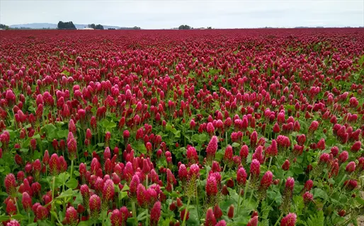 vast field of crimson clover in full bloom, vibrant red-pink flower heads amid green foliage under overcast sky