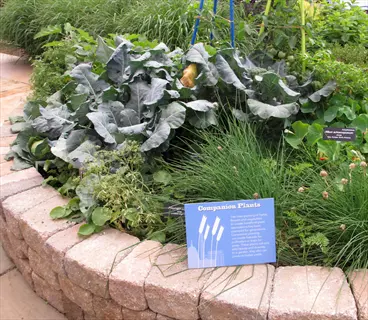 vegetable garden interplanting demonstration in a raised stone bed featuring companion plants (leafy greens, herbs like chives) with an educational sign