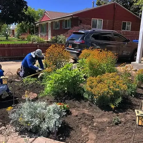 vegetable garden mulch layer: two gardeners in blue shirts and sun hats working in a sunny residential flower bed with dark mulch, surrounded by blooming orange and pink flowers, a red house, and a parked gray suv