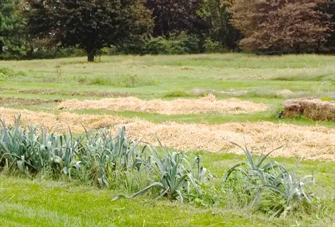vegetable garden with straw mulch covering planting beds and leek plants in the foreground
