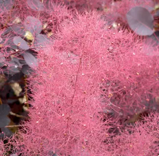 velvet cloak smoke tree featuring distinctive pink feathery foliage and dark purple leaves in soft focus