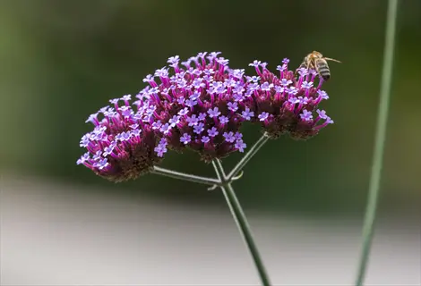 verbena bonariensis tall plant with clustered purple flowers and a bee