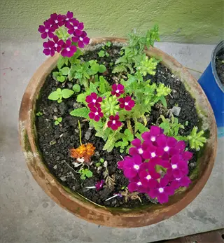 verbena flower pot with vibrant purple blooms featuring white centers, planted in a rustic terracotta container on a stone - lined patio against a green wall background