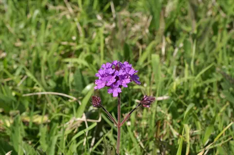 verbena rigida purple flowers blooming in a sunlit grassy field