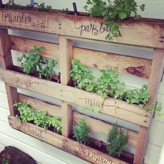vertical pallet garden herbs with hand-labeled compartments for coriander, parsley, mint, basil and rosemary mounted on a wall