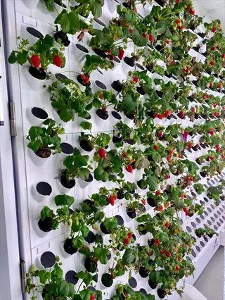 vertical strawberry tower planter with ripe red berries and lush green foliage on white modular wall system