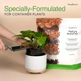 veryplants molly's aroid mix potted plants soil during repotting of a pothos plant. text highlights 'specially-formulated for container plants' and product branding