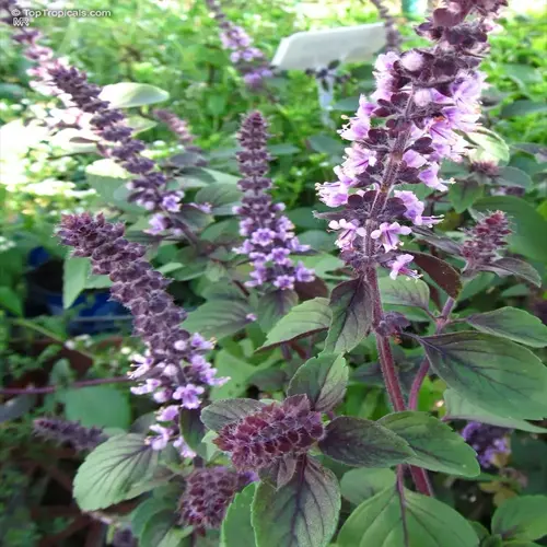 vibrant basil plant garden showcasing purple flowering stems and lush green foliage