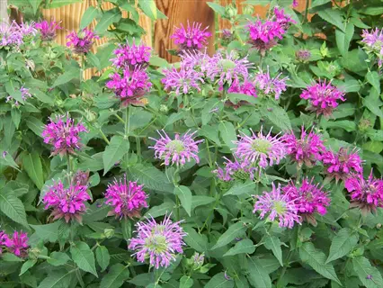 vibrant bee balm garden blooming with pink and purple flowers among lush green foliage