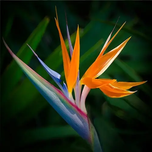 vibrant bird of paradise flower with orange petals and blue accents surrounded by green foliage