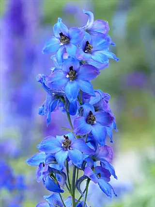vibrant blue larkspur flowers blooming against a softly blurred garden background