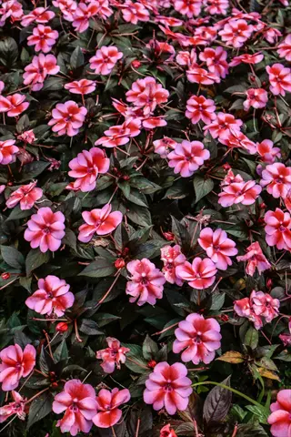 vibrant bounce impatiens blooming densely with pink and red petals among dark foliage