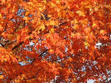 vibrant caddo sugar maple tree in autumn with bright orange and red foliage against a clear sky