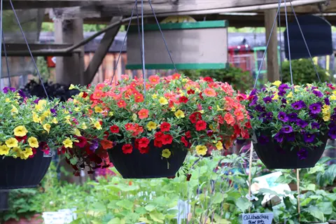 vibrant calibrachoa flower pots (hanging baskets) in yellow, orange, red, and purple blooms at a garden center, with visible plant labels and lush greenery background