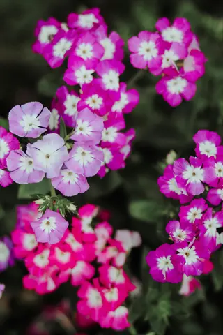 vibrant candy stripe phlox blooming with pink, purple, and white flowers