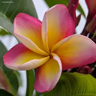 vibrant candy stripe plumeria flower with pink-tipped yellow petals and green leaves