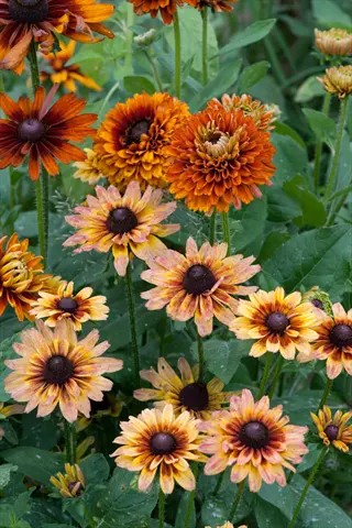 vibrant cherokee sunset rudbeckia flowers with orange-yellow petals and dark centers blooming among green foliage