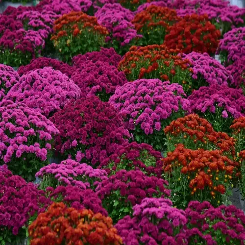 vibrant chrysanthemum flower garden featuring dense clusters of pink, purple, red, and orange blooms