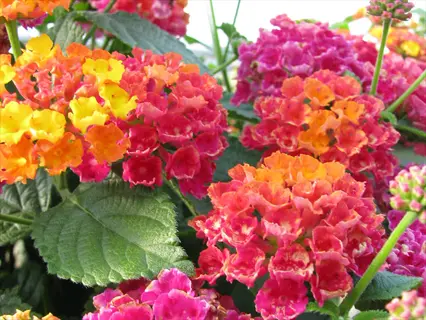 vibrant cluster of cherry red lantana flowers with pink and orange blooms