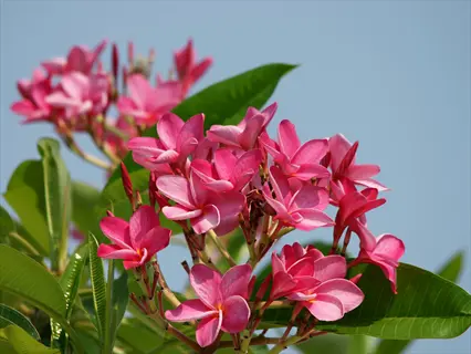 vibrant cluster of plumeria rubra blooms with glossy green leaves against clear blue sky