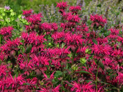 vibrant cluster of raspberry monarda blossoms with pink, spiky petals and green foliage background