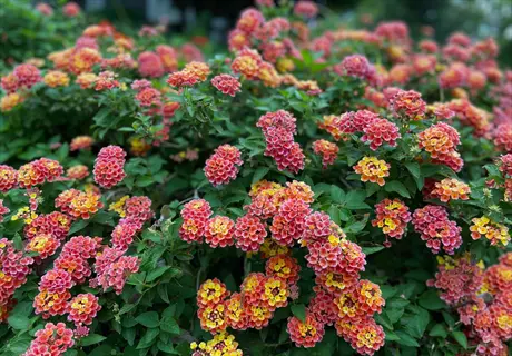 vibrant cluster of red lantana flowers with yellow centers and green foliage