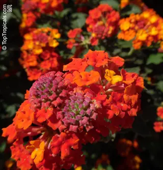 vibrant cluster of red orange lantana flowers with textured buds under sunlight