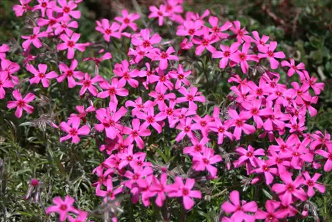 vibrant cluster of scarlet flame phlox red flowers with pink petals and dark centers