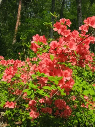 vibrant cluster of southern red mite azalea flowers with bright red blooms and green foliage in a forest setting
