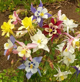vibrant columbine mixed colors flowers with yellow, purple, white and pink blossoms