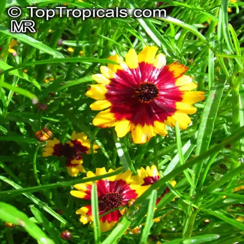 vibrant coreopsis flowers garden featuring bright yellow and red blooms among lush green foliage