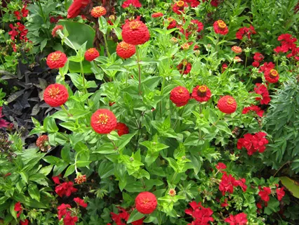 vibrant deep red lantana garden bed with lush green foliage and clustered flowers