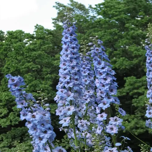 vibrant delphinium flower garden with tall blue spires against lush green foliage background