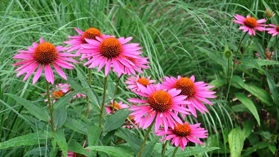 vibrant dwarf echinacea garden with pink coneflowers and lush green foliage