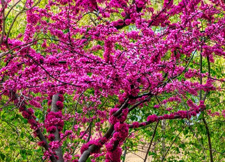 vibrant eastern redbud spring flowers covering intertwined branches amid green foliage