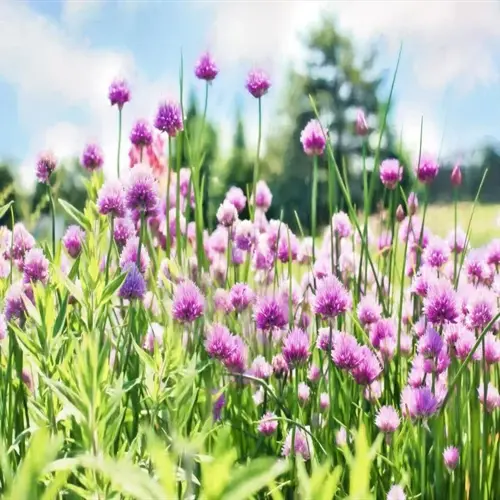 vibrant fresh chives garden with purple flower heads and green foliage under a sunny sky