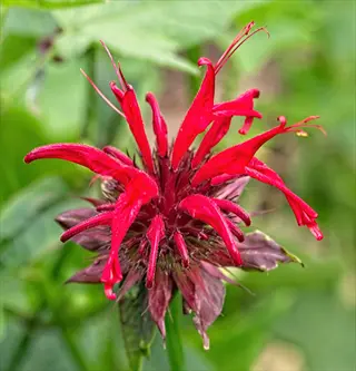 vibrant fuchsia monarda perennial flower with bright red tubular petals and green foliage background
