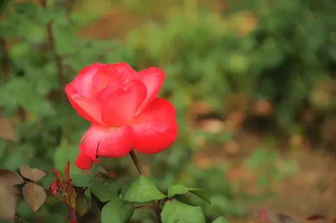 vibrant grandiflora rose bloom featuring pink-to-red gradient petals with lush green foliage background