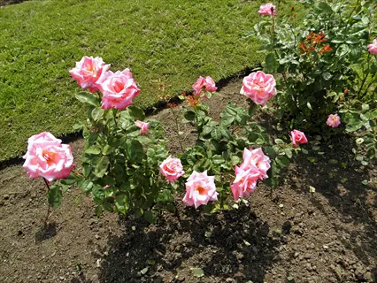 vibrant grandiflora rose bush blooming in a garden setting