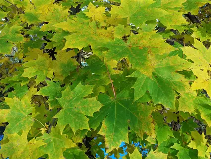 vibrant green and yellow leaves of a legacy sugar maple tree