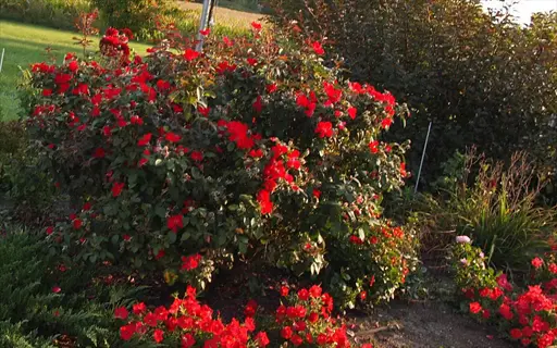 vibrant home run red rose bush blooming in a sunlit garden, surrounded by lush green foliage and colorful flowers