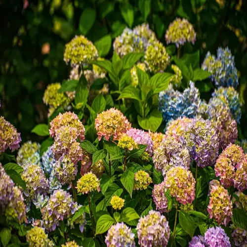 vibrant hydrangea blooms garden with lush green foliage under sunlight