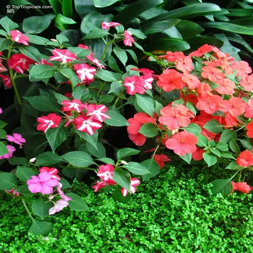 vibrant impatiens flowers garden featuring red, orange and pink blooms with green foliage