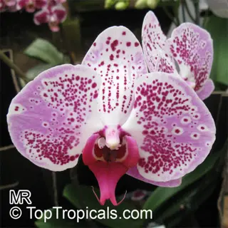 vibrant indoor phalaenopsis orchid with pink-spotted white petals and deep pink labellum. (watermark: toptropicals.com mr)