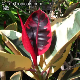 vibrant indoor rubber plant (ficus elastica) featuring variegated green-and-white mature leaves and a striking new deep red leaf with dark green veins. (source: toptropicals.com mr)