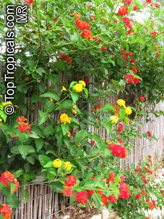 vibrant lantana container garden with red, orange, and yellow flowers against a bamboo fence background