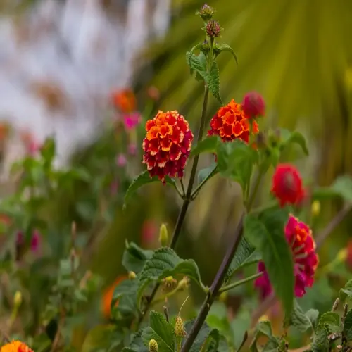 vibrant lantana flowers blooming garden with green foliage