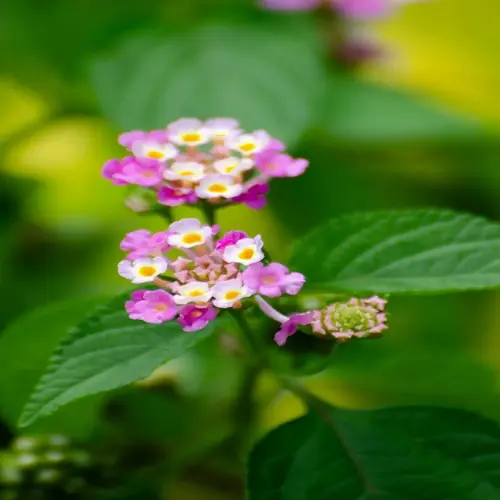 vibrant lantana flowers blooming with pink, white and yellow clusters among green foliage