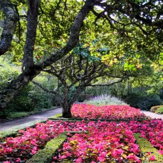 vibrant lasagna garden in full sun location